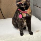 Foto del gato perdido en La Gorgue