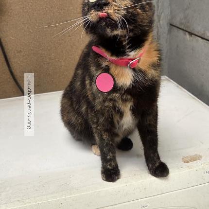 Foto 1/1 Tha&iuml;s Chat perdido en La gorgue