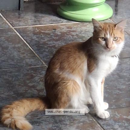 Foto 1/1 Gato encontrado Encontrado en Le blanc mesnil