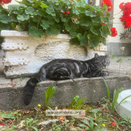 Foto 1/1 Kumo Chat perdido en Collex