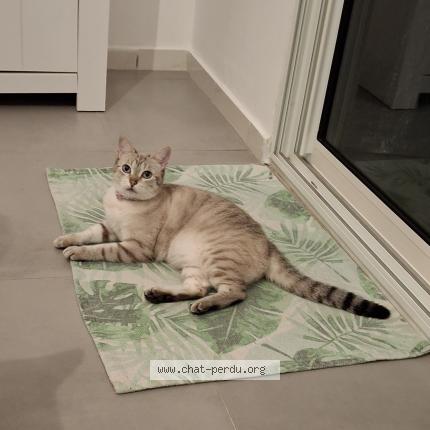 Foto 1/1 Nala Chat perdido en Saint denis