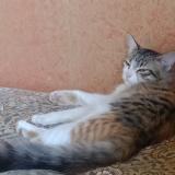 Foto del gato perdido en Dharwad