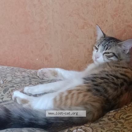 Foto 1/1 Yodo Chat perdido en Dharwad