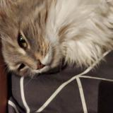 Foto del gato perdido en Sainte Adresse