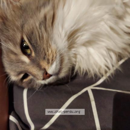 Foto 1/1 KIWI Chat perdido en Sainte adresse