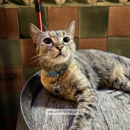 Foto 1/1 Boubou Chat perdido en Bruxelles