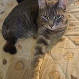 Foto del gato perdido en Rennes