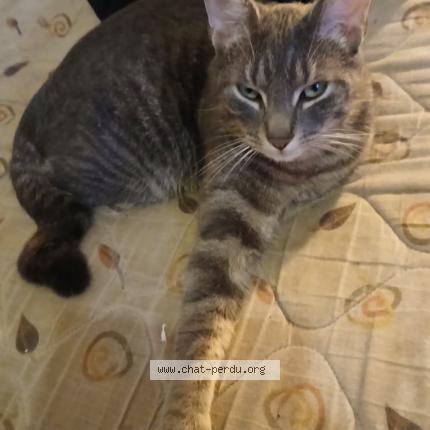 Foto 1/1 Petit bohom' Chat perdido en Rennes