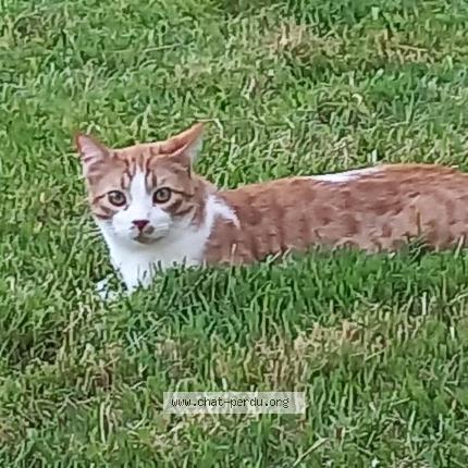 Foto 1/1 Gato encontrado Perdido en Loubieng