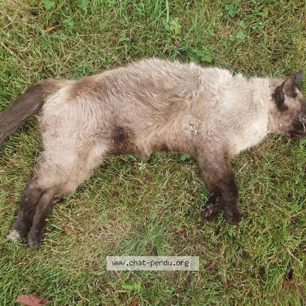 Foto 1/1 Gato encontrado Encontrado en Thodure