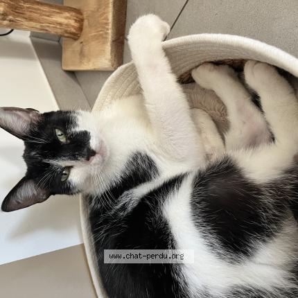Foto 1/1 Kinaï Chat perdido en Hauterives