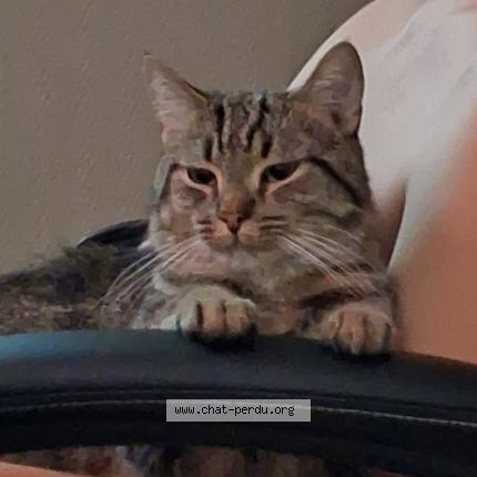 Foto 1/1 Naruto Chat perdido en Herstal