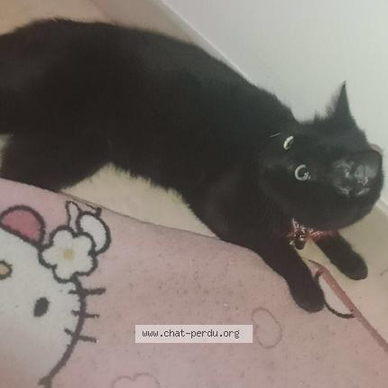 Foto 1/1 Noix-noix Chat perdido en Carcassonne