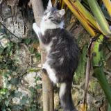 Foto del gato perdido en El Mouradia