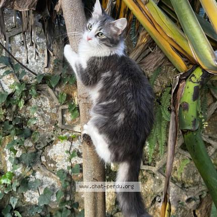 Foto 1/1 Pichou Chat perdido en El mouradia