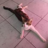 Foto del gato perdido en Champ St Pere