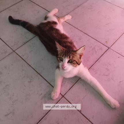 Foto 1/1 Vaiana Chat perdido en Champ st pere