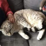 Foto del gato perdido en St Pierre De Frugie