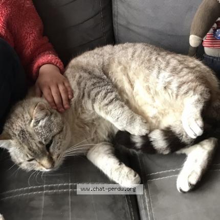 Foto 1/3 Petit loup Chat perdido en St pierre de frugie