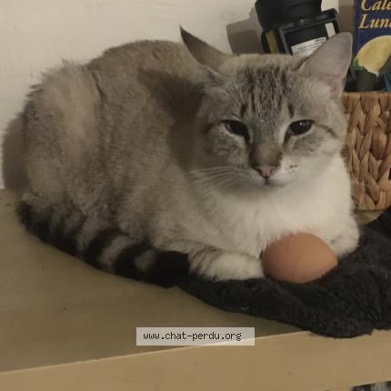 Foto 2/3 Petit loup Chat perdido en St pierre de frugie