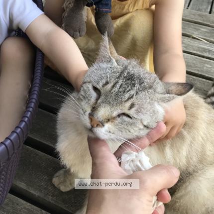Foto 3/3 Petit loup Chat perdido en St pierre de frugie