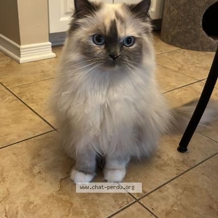 Foto 1/1 Feta Chat perdido en Mont tremblant