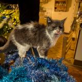 Foto del gato perdido en Gagny