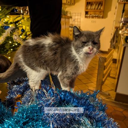 Foto 1/1 Mimi Chat perdido en Gagny