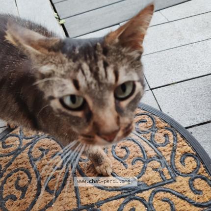 Foto 1/1 Gato encontrado Encontrado en Mernel