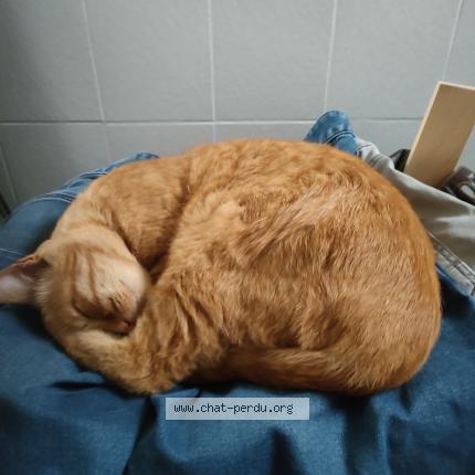 Foto 1/4 Noé Chat perdido en Narbonne