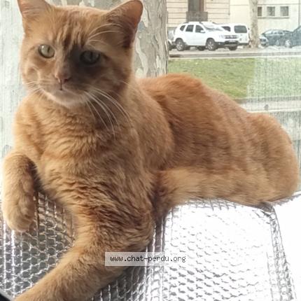 Foto 2/4 Noé Chat perdido en Narbonne
