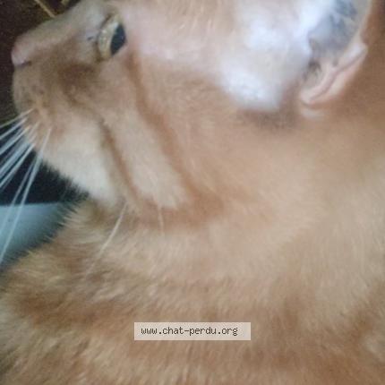 Foto 4/4 Noé Chat perdido en Narbonne