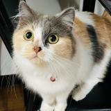 Foto del gato perdido en Marikina