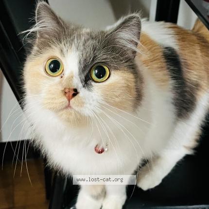 Foto 1/1 Shiva Chat perdido en Marikina