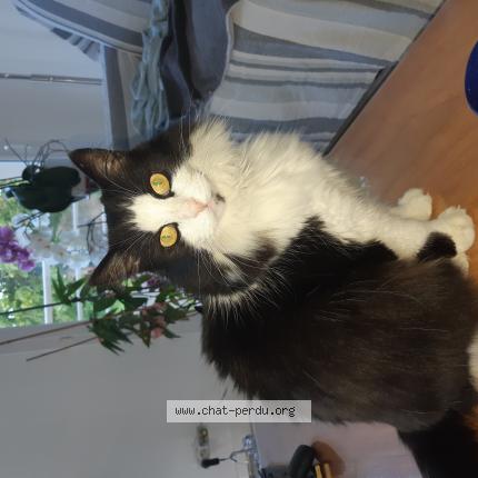 Foto 1/1 Rom&eacute;o Chat perdido en Perigny