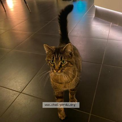 Foto 1/1 Gato encontrado Encontrado en Isigny le buat