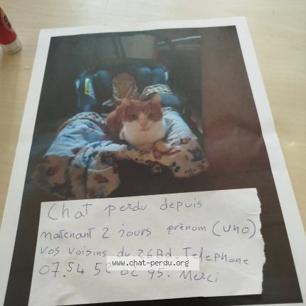 Foto 1/1 Uno Chat perdido en Nantes