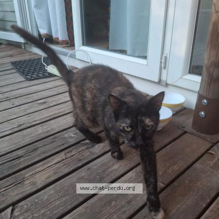 Foto 1/1 Gato encontrado Encontrado en Le grau du roi camping yelloh