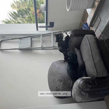 Foto 1/1 Gribouille Chat perdido en Biscarrosse