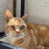 Foto del gato perdido en Marchaux Champoux