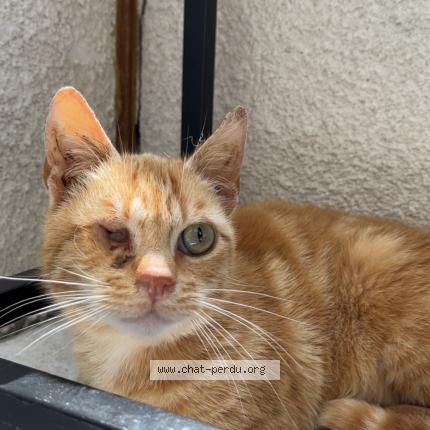 Foto 1/1 Figaro Chat perdido en Marchaux champoux