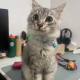 Foto del gato perdido en City Of San Fernando