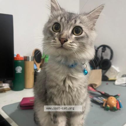 Foto 1/1 Aki Chat perdido en City of san fernando