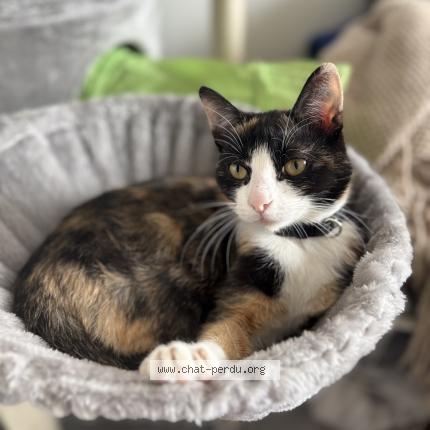 Foto 1/1 Pailette Chat perdido en Haubourdin