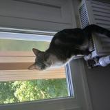 Foto del gato perdido en Villers Saint Paul