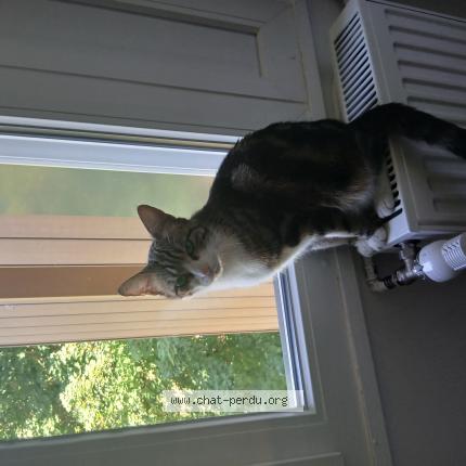 Foto 1/1 Bleue Chat perdido en Villers saint paul