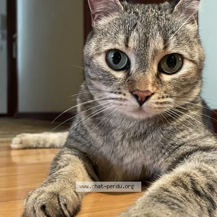Foto 1/1 Perlita Chat perdido en Deyme