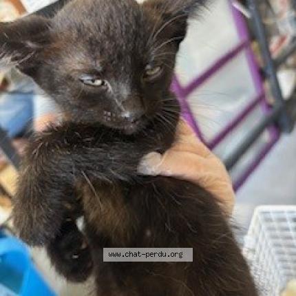 Foto 1/1 Gato encontrado Encontrado en Wattrelos