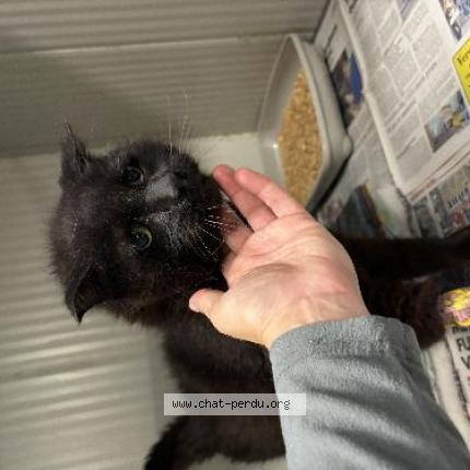 Foto 1/1 Gato encontrado Encontrado en Wattrelos