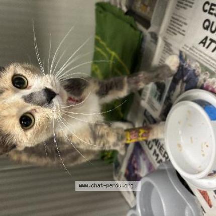 Foto 1/1 Gato encontrado Encontrado en Tourcoing